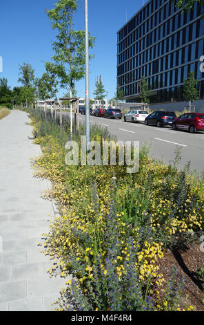 Anthyllis vulneraria, woundwort, Echium vulgare Vipérine commune, Banque D'Images