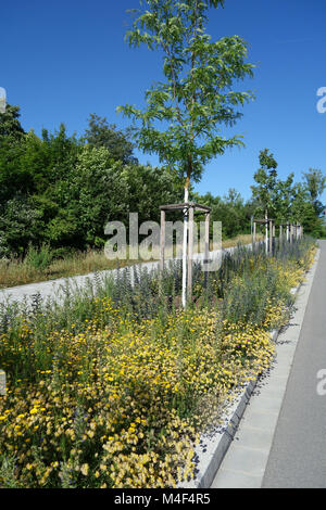 Anthyllis vulneraria, woundwort, Echium vulgare Vipérine commune, Banque D'Images