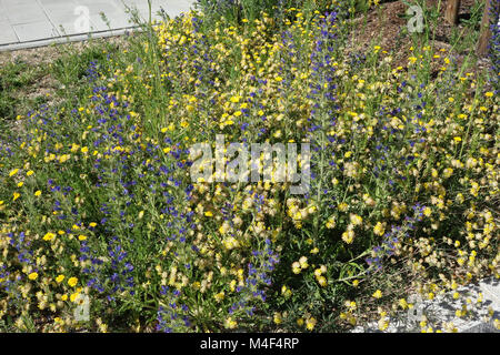 Anthyllis vulneraria, woundwort, Echium vulgare Vipérine commune, Banque D'Images