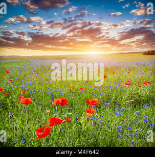 Champ de coquelicots, campagne d'été au coucher du soleil Banque D'Images