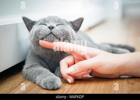 Heureux chaton aime être caressé par la main de femme. Banque D'Images