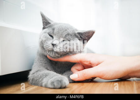 Heureux chaton aime être caressé par la main de femme. Banque D'Images