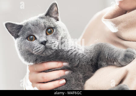 Cute kitten tenir dans les mains. Le British Shorthair Banque D'Images