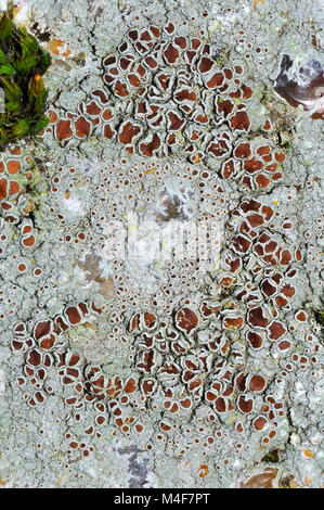 Lecanora campestris lichen sur béton. Banque D'Images