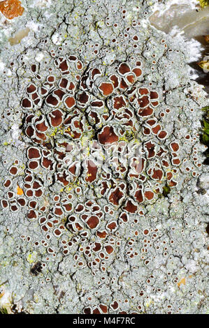 Lecanora campestris lichen sur béton. Banque D'Images