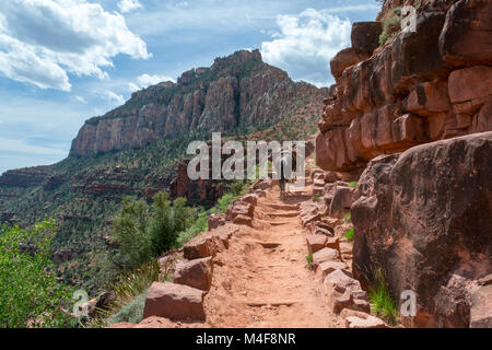 Mulets dans le Grand Canyon Banque D'Images