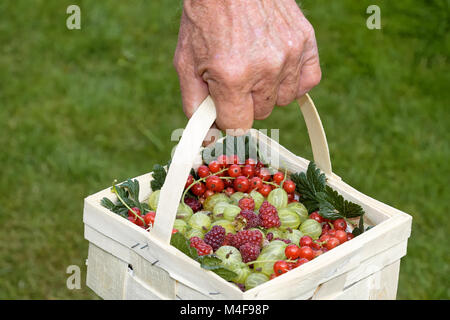 Dans un panier de fruits Banque D'Images