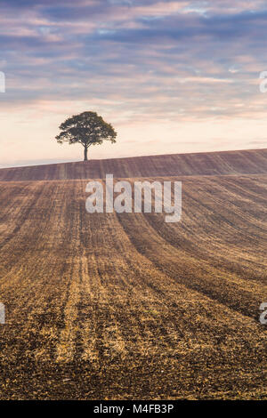 Un arbre isolé sur l'horizon au lever du soleil. Banque D'Images