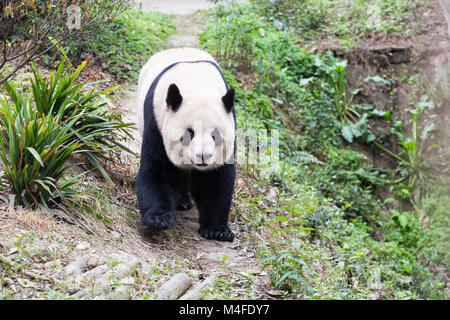 Panda géant du zoo en gros plan Banque D'Images