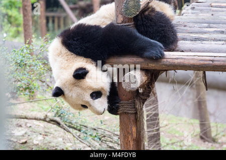 Bébé panda en jeu Banque D'Images