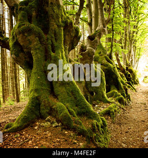 Chemin forestier bordé de vieux hêtres Banque D'Images