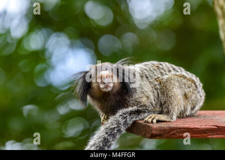 Black-ouistiti touffetée Banque D'Images