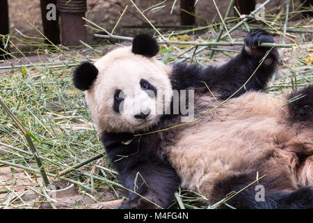 Giant Panda mignon Banque D'Images