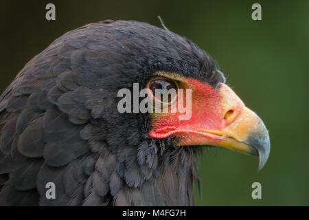 Photo portrait d'un magnifique aigle Bateleur Banque D'Images