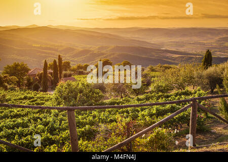 Vignobles en Toscane, Italie. Wine farm au coucher du soleil Banque D'Images