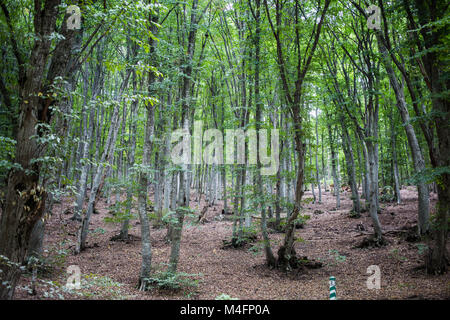 Les arbres mystérieux dans la forêt sur la montagne Chatyr-Dag en Crimée. Banque D'Images