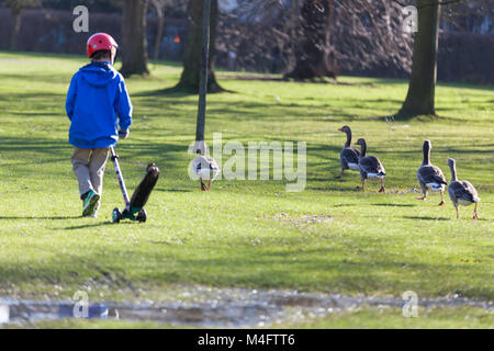 Regent's Park, Londres. 16 février 2018. Météo britannique. Un jeune garçon aime regarder les oies sur la pelouse. Les gens et la faune à Regent's Park, profitez d'une belle matinée ensoleillée avec des températures plus douces. Credit : Imageplotter News et Sports/Alamy Live News Banque D'Images