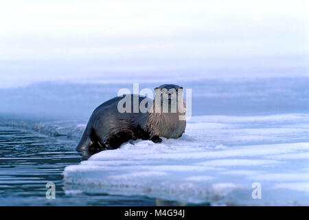 La loutre de rivière sur lac gelé, assis au bord de l'eau, regarder alerte. Banque D'Images