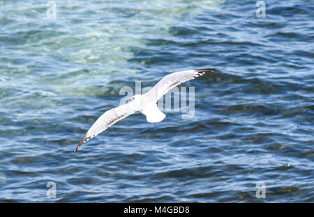 Des oiseaux de mer au-dessus de l'eau Banque D'Images