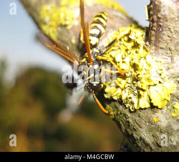 Une guêpe sur une branche d'arbre. Les insectes hyménoptères. Banque D'Images