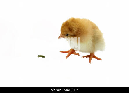 Un poussin est à regarder une chenille à passant par devant elle Banque D'Images