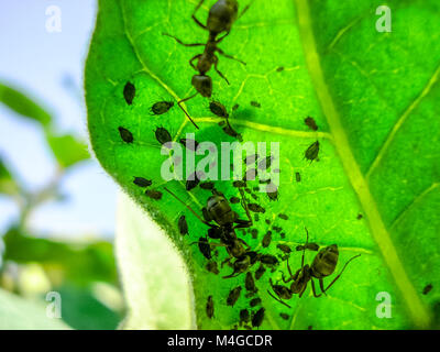 Les fourmis se nourrissent d'une colonie de pucerons à l'intérieur de la feuille. Banque D'Images