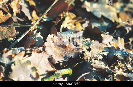 Les feuilles d'automne sur le sol en hiver Banque D'Images