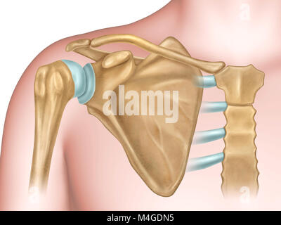 Vue antérieure de l'épaule anatomie. Illustration numérique. Banque D'Images