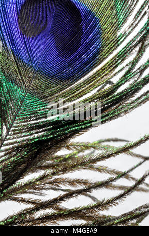 Plumes de Paon macro shot sur fond blanc Banque D'Images