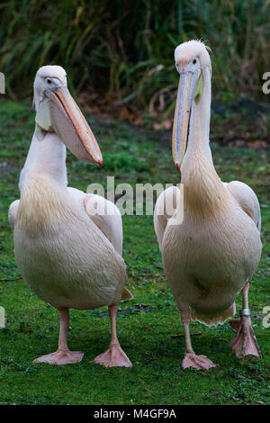 Londres, Royaume-Uni. 3 Février, 2018. Pélicans à St James's Park. Les pélicans ont été introduites pour la première fois au parc en 1664 comme un cadeau à Charles II de la Russi Banque D'Images