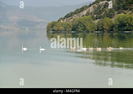 Cygnes nageant dans une rangée sur les eaux du lac Banque D'Images