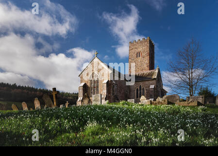 Perce-neige de printemps à l'église de Saint Nectan Ashcombe Haldon nr Devon Banque D'Images