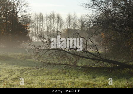 Herbststimmung und mit Bodennebel abgeknickten Baumstamm, Fischerhude, Niedersachsen, Deutschland I Automne à Fischerhude, Basse-Saxe, Allemagne, Eur Banque D'Images