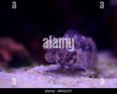 Macro close up d'un poisson marin blennies algues Banque D'Images