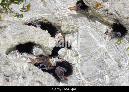 Les oursins dans une cuvette, plage de Nungwi, Zanzibar, Tanzanie Banque D'Images