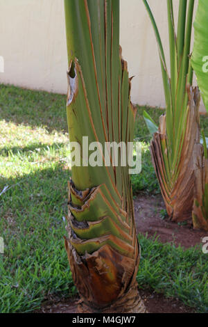 Arbre du Voyageur, Ravenala madagascariensis, Zanzibar, Tanzanie Banque D'Images