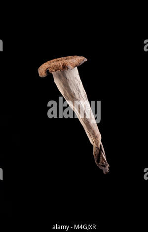 La corne d'abondance est un sauvage et cherché après les champignons comestibles qui pousse dans les forêts, celles-ci ont été trouvés dans la région de Hampshire England UK GO Banque D'Images