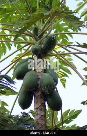 Avec papayer Carica papaya fruit vert, Zanzibar, Tanzanie Banque D'Images