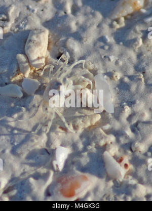 Petit crabe fantôme sur la plage, plage de Nungwi, Zanzibar, Tanzanie Banque D'Images