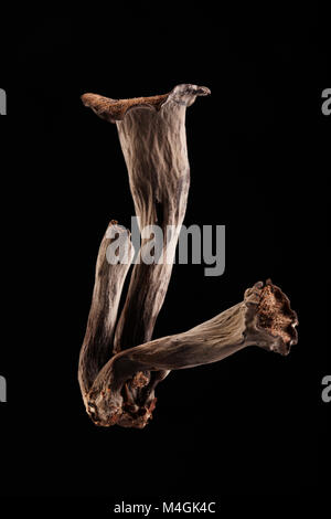 La corne d'abondance est un sauvage et cherché après les champignons comestibles qui pousse dans les forêts, celles-ci ont été trouvés dans la région de Hampshire England UK GO Banque D'Images