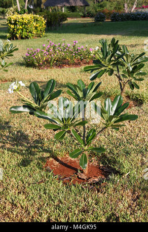 Fleurs de frangipanier, Plumeria, Zanzibar, Tanzanie Banque D'Images