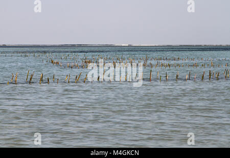 À la ferme d'algues hightide, plage de Nungwi, Zanzibar, Tanzanie Banque D'Images