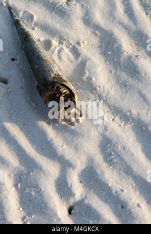 L'ermite, plage de Kiwengwa, Zanzibar, Tanzanie Banque D'Images