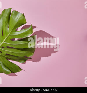 Leaf Monstera sur fond rose Banque D'Images