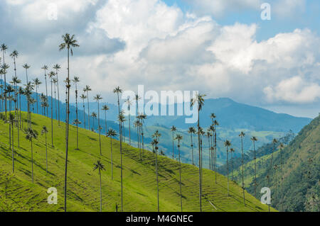 Palmiers de cire de la vallée de Cocora, Colombie Banque D'Images