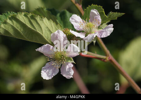 Rubus fruticosus, blackberry Banque D'Images