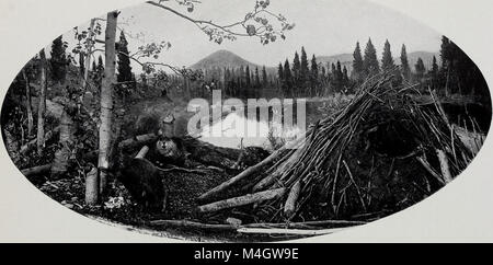 Le rapport annuel 1914 du Musée américain d'histoire naturelle résume ses recherches scientifiques, ses expositions, ses programmes éducatifs et ses contributions à l'histoire naturelle au cours de cette année. Banque D'Images