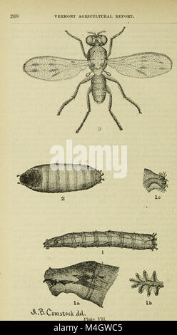 Rapport annuel de la Commission de l'Agriculture pour l'année se terminant le 30 juin (1883) (14581614190) Banque D'Images