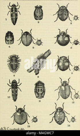 Rapport annuel de la Commission de l'Agriculture pour l'année se terminant le 30 juin (1883) (14581679219) Banque D'Images