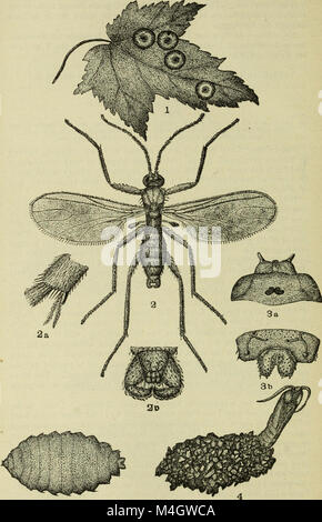 Rapport annuel de la Commission de l'Agriculture pour l'année se terminant le 30 juin (1883) (14581858777) Banque D'Images